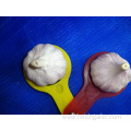 Normal White Garlic 5.0-5.5cm New Crop